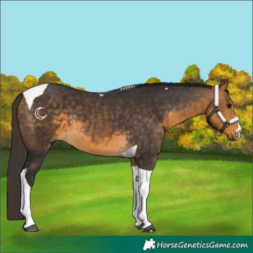 Horse Color:Buckskin Tobiano 