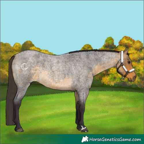 Horse Color:Buckskin Roan 