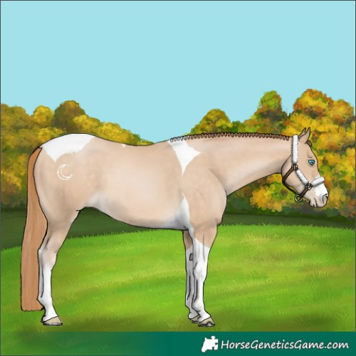 Horse Color:White Spotted Buckskin Pearl Tobiano