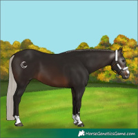 Horse Color:Gray Silver Brown