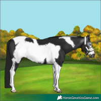 Horse Color:Gray Black Tobiano Frame