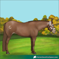 Horse Color:Gray Black Pearl 