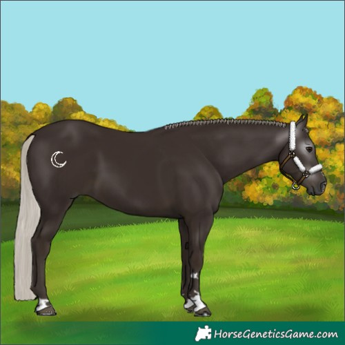 Horse Color:Gray Silver Black 