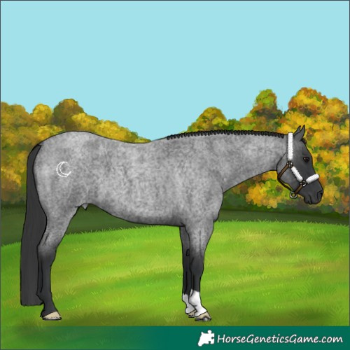 Horse Color:Blue Roan