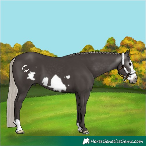 Horse Color:Gray Silver Black Frame 