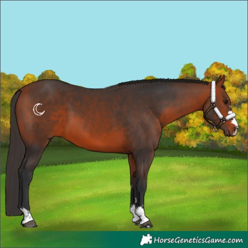 Horse Color:Bay 