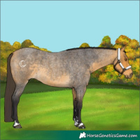 Horse Color:Buckskin Roan
