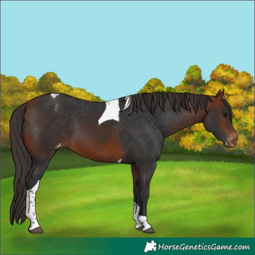 Horse Color:Bay Tobiano Appaloosa
