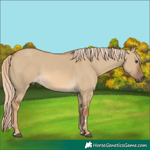 Horse Color:Chocolate Palomino Dun