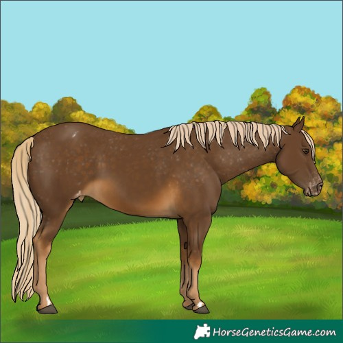 Horse Color:Chocolate Palomino Varnish 