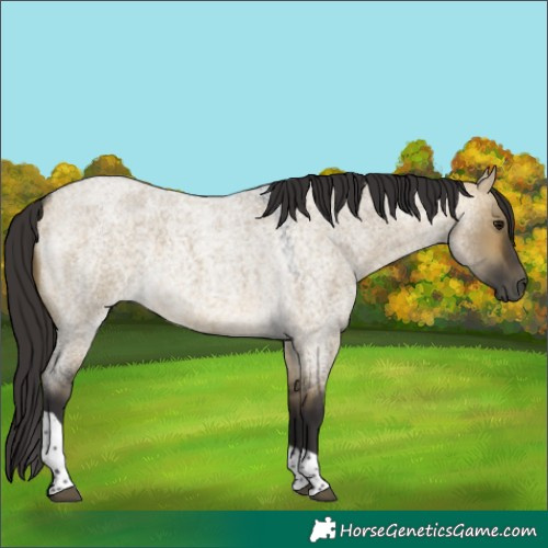 Horse Color:Buckskin Roan Dun Tobiano 