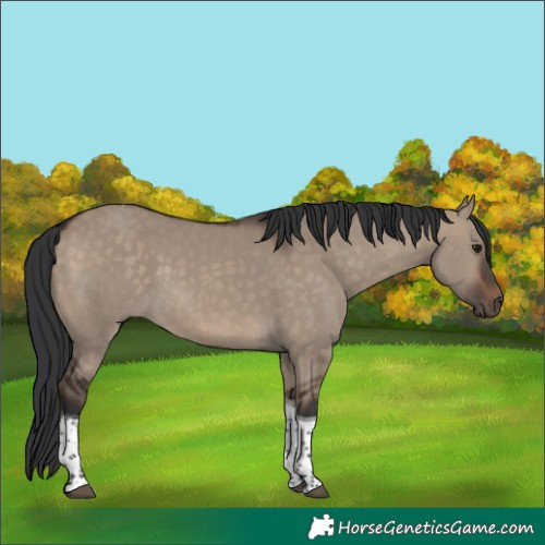 Horse Color:Brown Dun Tobiano 