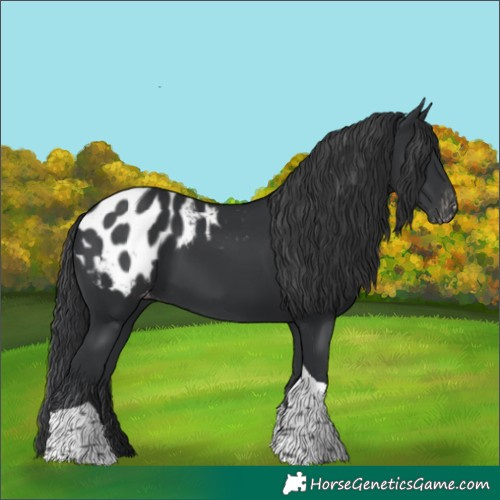 Horse Color:Black Tobiano Appaloosa