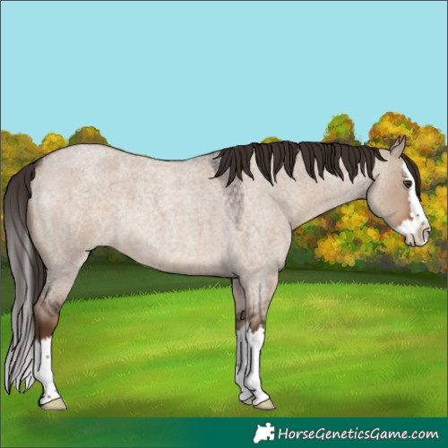 Horse Color:Liver Red Dun Roan Splash 