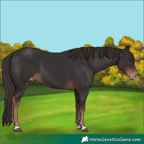 Horse Color:Liver Chestnut Appaloosa