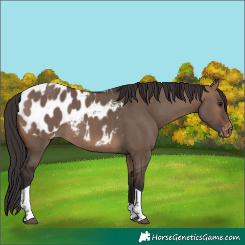 Horse Color:Brown Dun Tobiano Blanket 