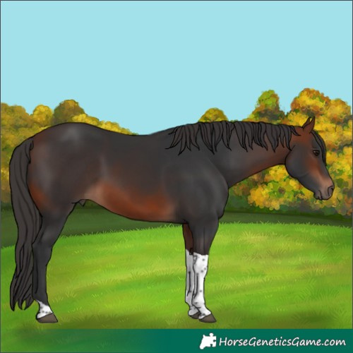 Horse Color:Bay Tobiano 