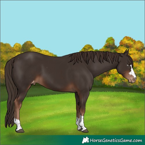 Horse Color:Liver Chestnut Appaloosa 