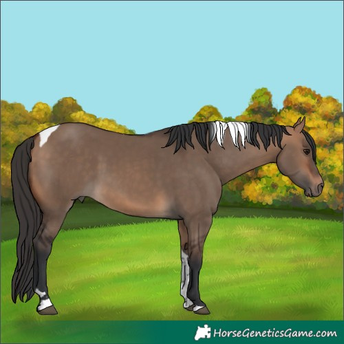 Horse Color:Bay Dun Tobiano