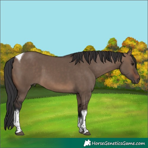 Horse Color:Brown Dun Tobiano 
