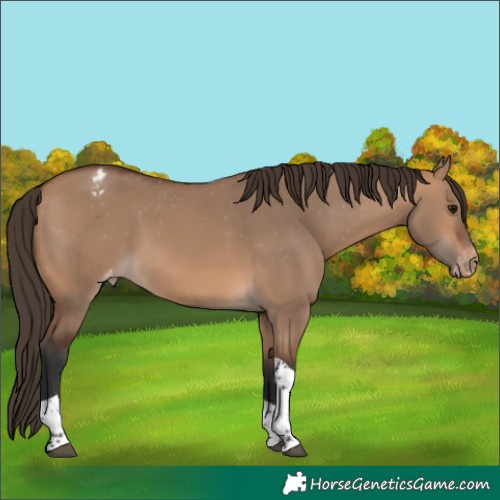 Horse Color:Bay Dun Tobiano Varnish 