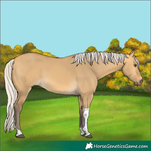 Horse Color:Silver Buckskin Dun Tobiano 