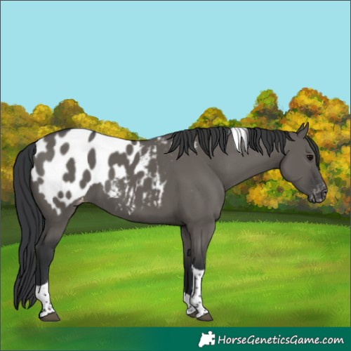 Horse Color:Grullo Tobiano Blanket 