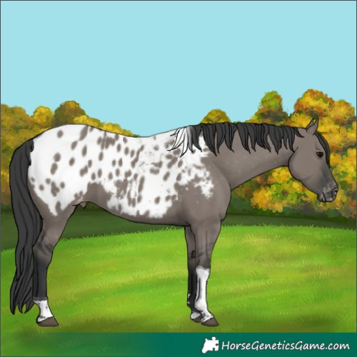 Horse Color:Grullo Tobiano Blanket 