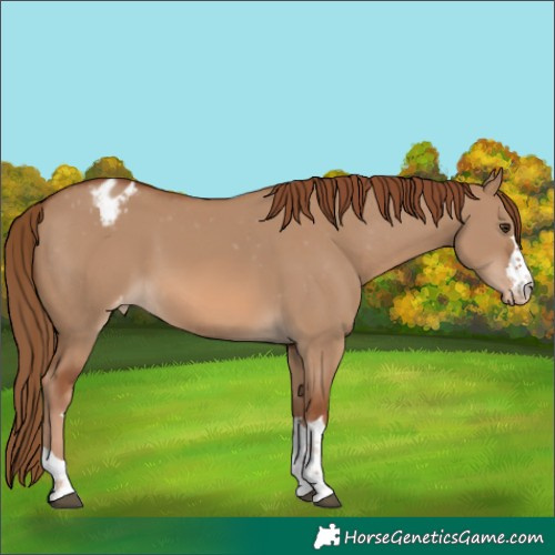 Horse Color:Red Dun Appaloosa 