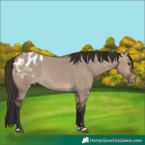 Horse Color:Brown Dun Appaloosa 