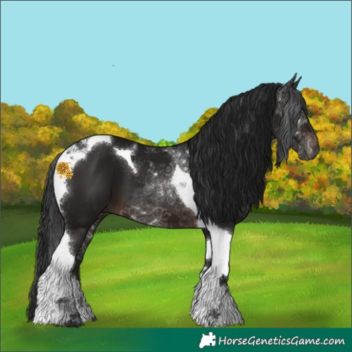 Horse Color:Gray Brown Tobiano 