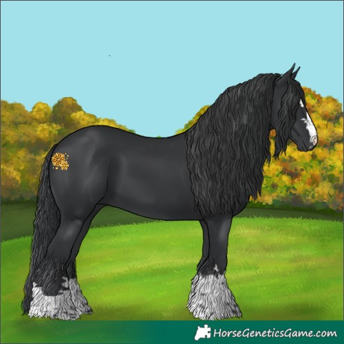 Horse Color:Black 
