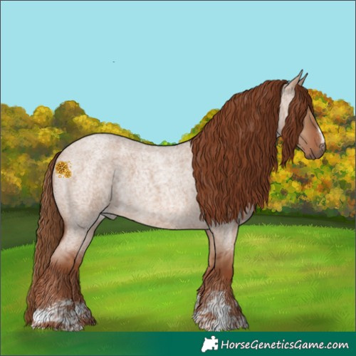 Horse Color:Red Dun Roan 