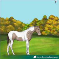 Horse Color:Classic Champagne Tobiano