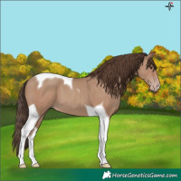 Horse Color:Classic Champagne Tobiano