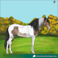 Horse Color:Brown Dun Tobiano 