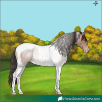 Horse Color:Sable Champagne Roan Tobiano Rabicano
