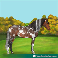 Horse Color:White Spotted Bay Rabicano 