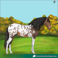 Horse Color:Brown Tobiano Appaloosa