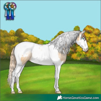Horse Color:Buckskin Pearl Splash Tobiano Blanket