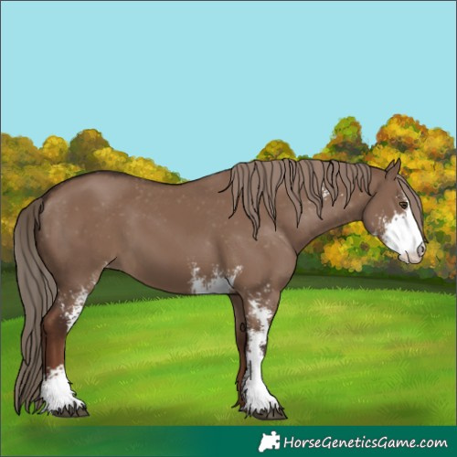 Horse Color:Liver Red Dun Sabino Appaloosa Rabicano 