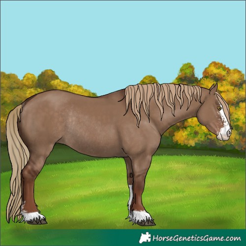 Horse Color:Liver Red Dun Sabino Rabicano 