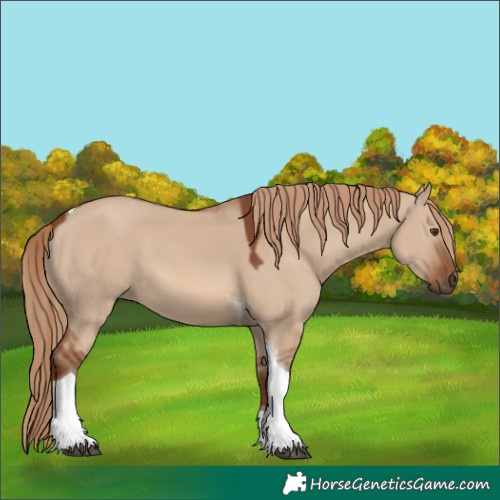 Horse Color:Red Dun Tobiano 