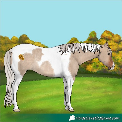 Horse Color:Silver Brown Dun Tobiano Rabicano