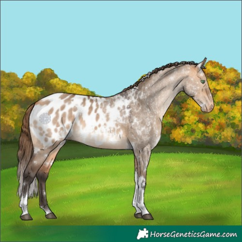 Horse Color:White Spotted Bay Dun Tobiano Appaloosa 