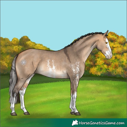 Horse Color:Bay Dun Sabino Splash 
