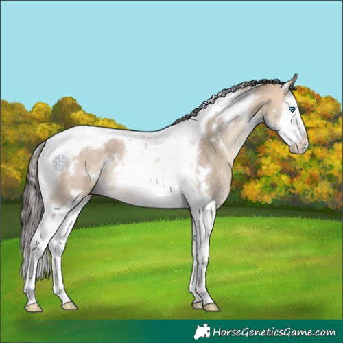 Horse Color:White Spotted Bay Dun Splash Tobiano 