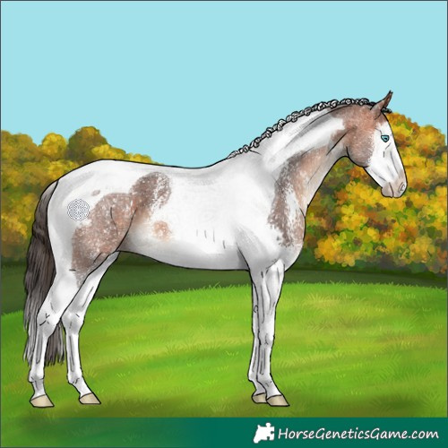 Horse Color:Bay Sabino Splash Tobiano 