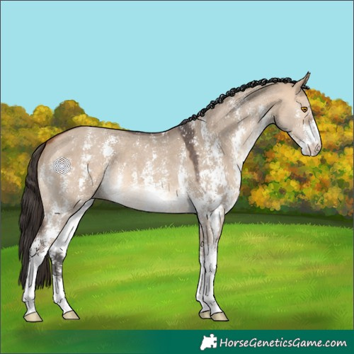 Horse Color:Bay Dun Sabino