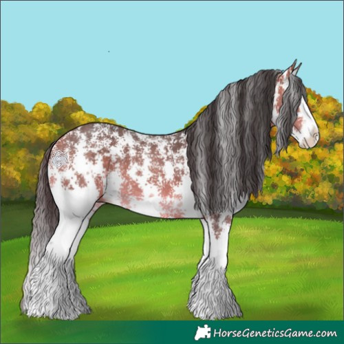 Horse Color:Bay Sabino Splash 